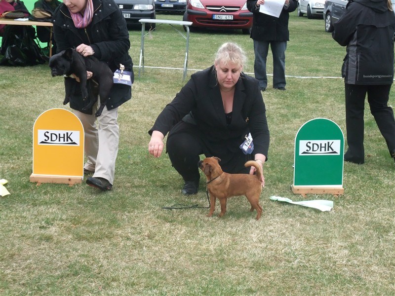 Busungarnas Ferina Busfröna Kennel